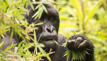 Трекинг к гориллам и золотым мартышкам в Руанде